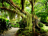parque tropical